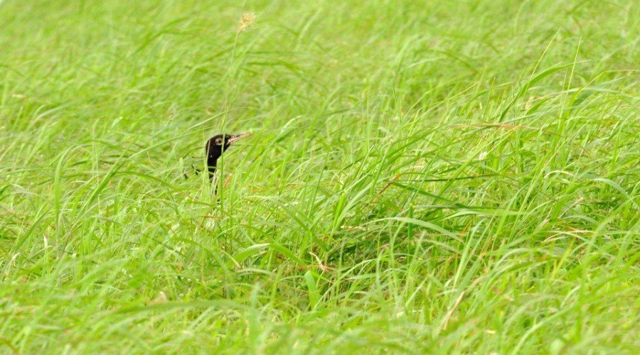 The Land Of The Lesser Florican