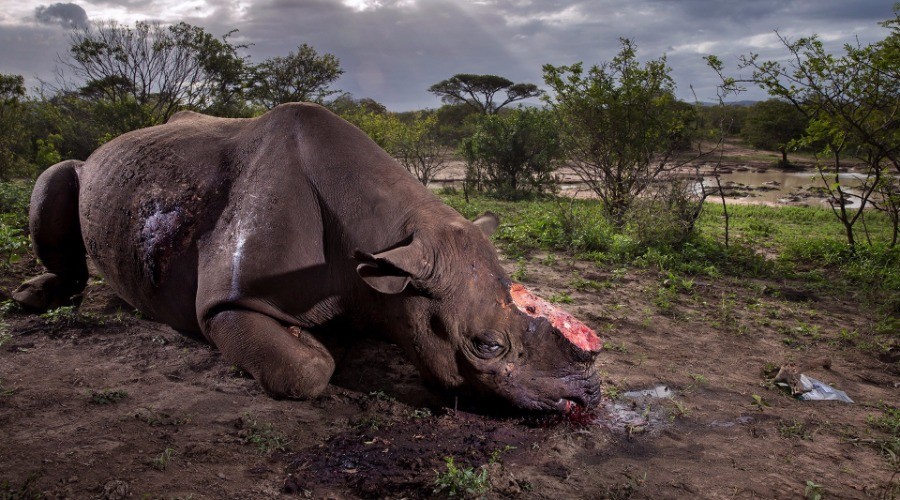 The Winners Of The NHM Wildlife Photography Awards