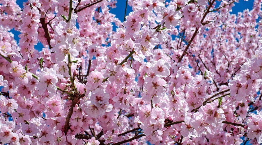 It’s Cherry Blossom Time In Shillong!
