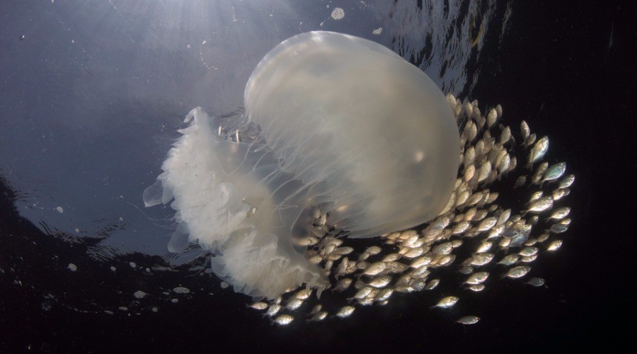 The Many Lives Of Jellyfish