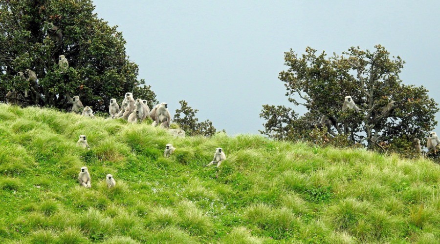 Living With Langurs