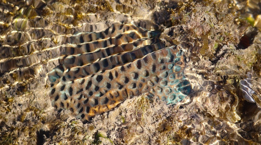 Narara
