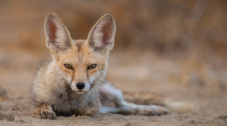 The Wild Canids - India Project