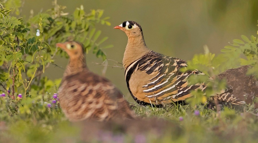 Grassland Birds