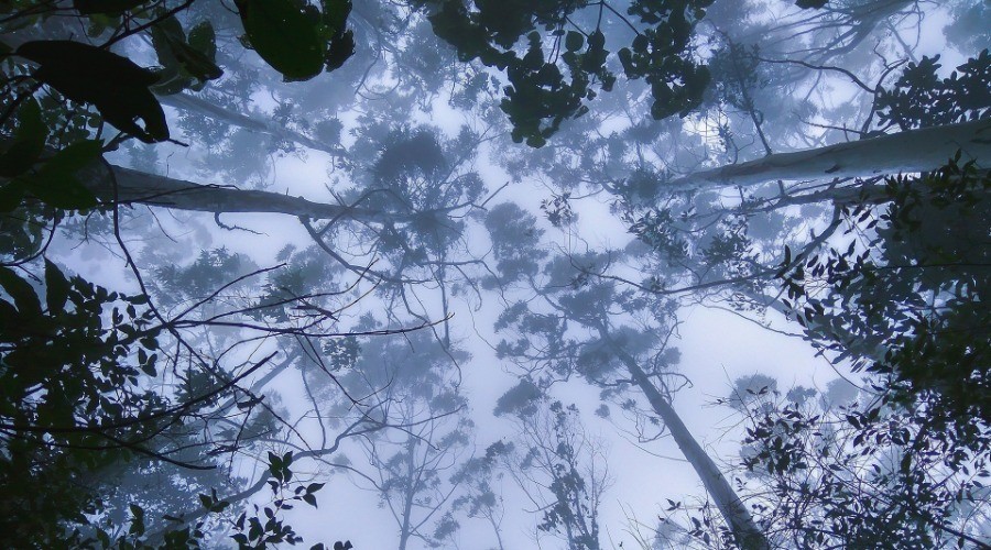 Is it really possible for abandoned plantations to recover?