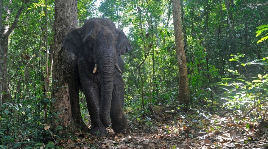 The Unequal Contribution Of Seed-Dispersing Animals
