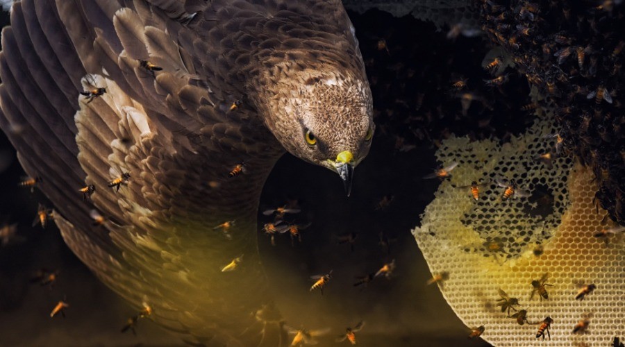 Nature inFocus Photography Awards 2019: The Winners
