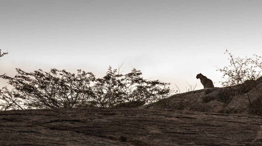 Into The Wild Series – In The Kingdom Of Leopards