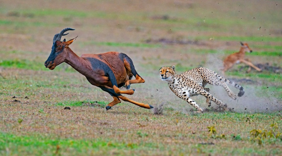 Getting In The Thick Of The Action