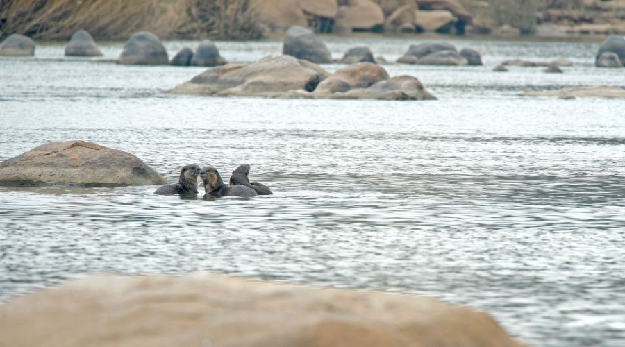 Into The Wild Series – Otterly Beautiful