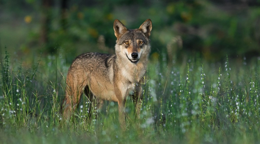 Wild Canids And Striped Hyenas Can Help Increase India's Conservation Potential