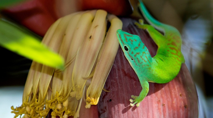 The Gorgeous Gecko Of The Andamans
