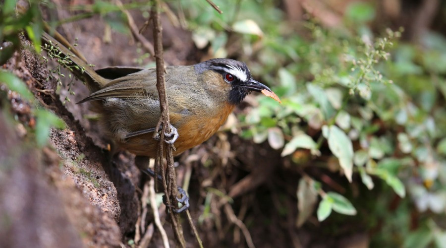 The Little Survivor Of The Nilgiris