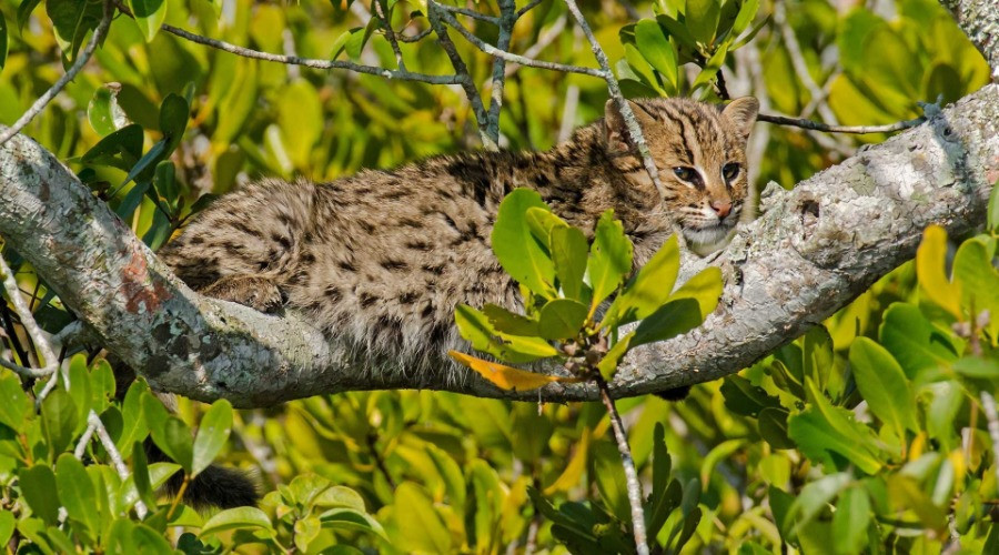The Fishing Cat Guide