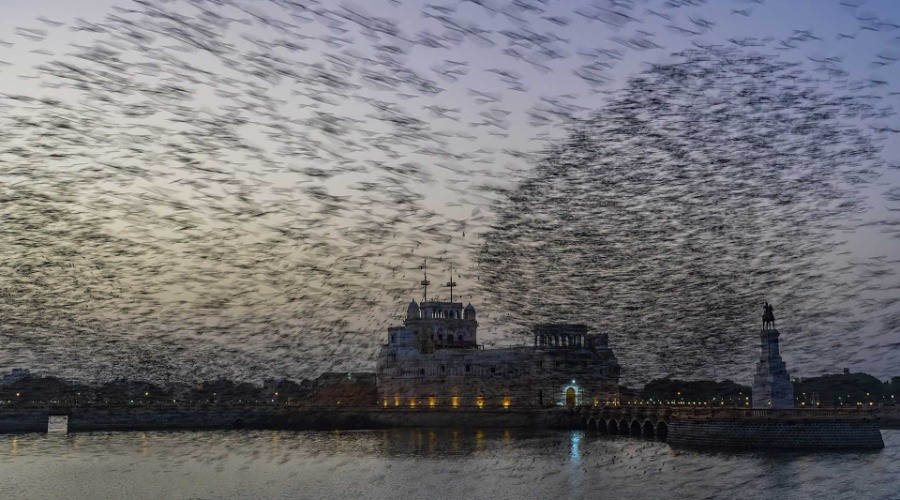 The Spellbinding Ballet Of Rosy Starlings