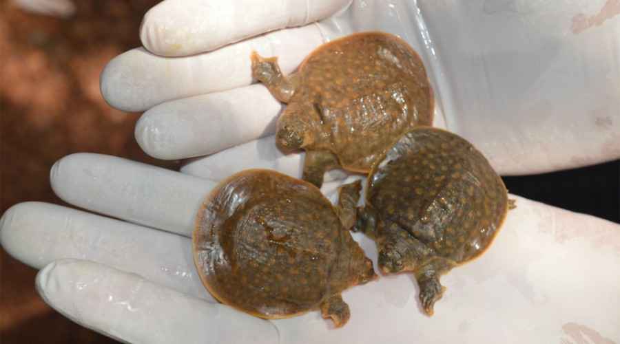 In Search of Cantor's Giant Softshell Turtle