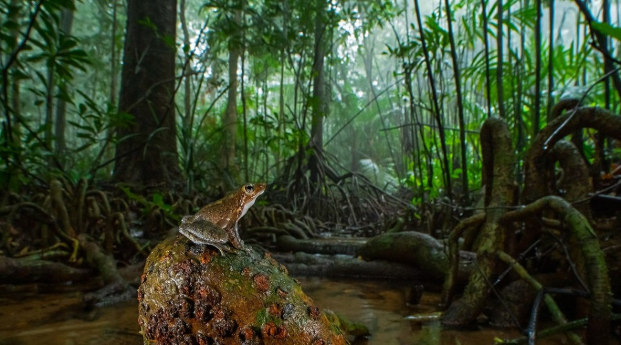 The Primitive Swamp Forests Of The Western Ghats