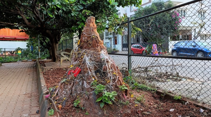 Termite Mounds: More Than Just Soil
