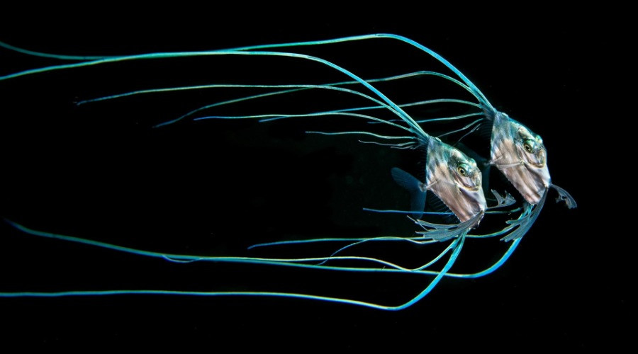 Magnus Lundgren: Winner Of The Special Jury Award, Nature inFocus Photography Awards 2020