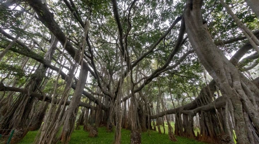 Three Trees, Three Stories