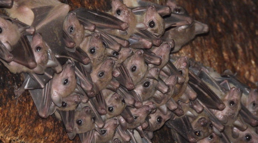 Of Temples and Bats