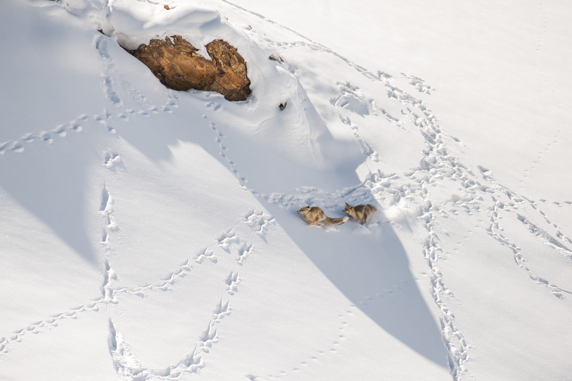 - Nature inFocus Photography Awards 2019: The Winners | Nature inFocus