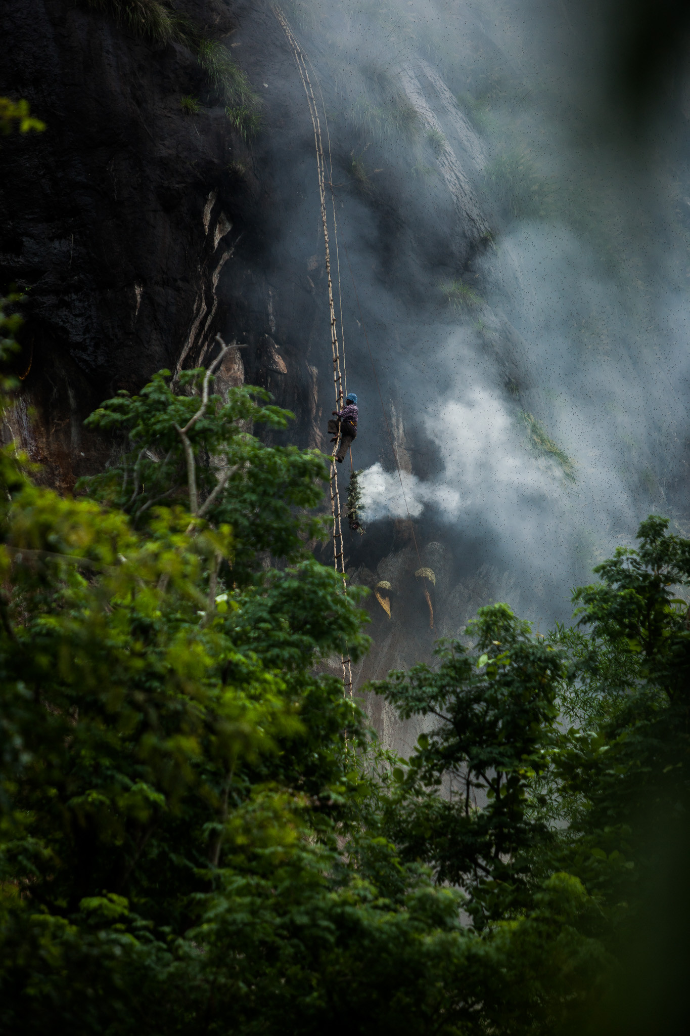 | Nature Infocus