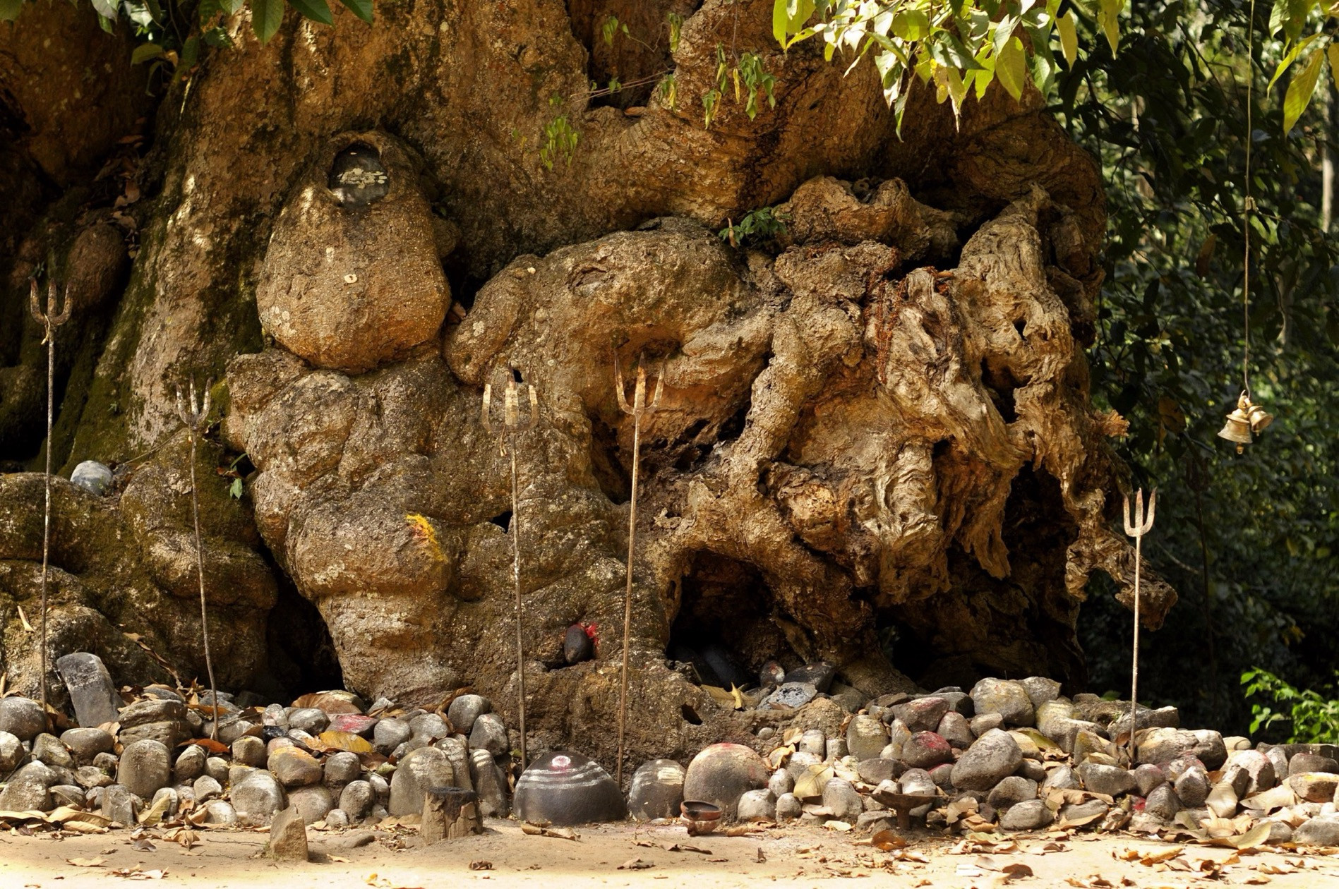 | Nature Infocus