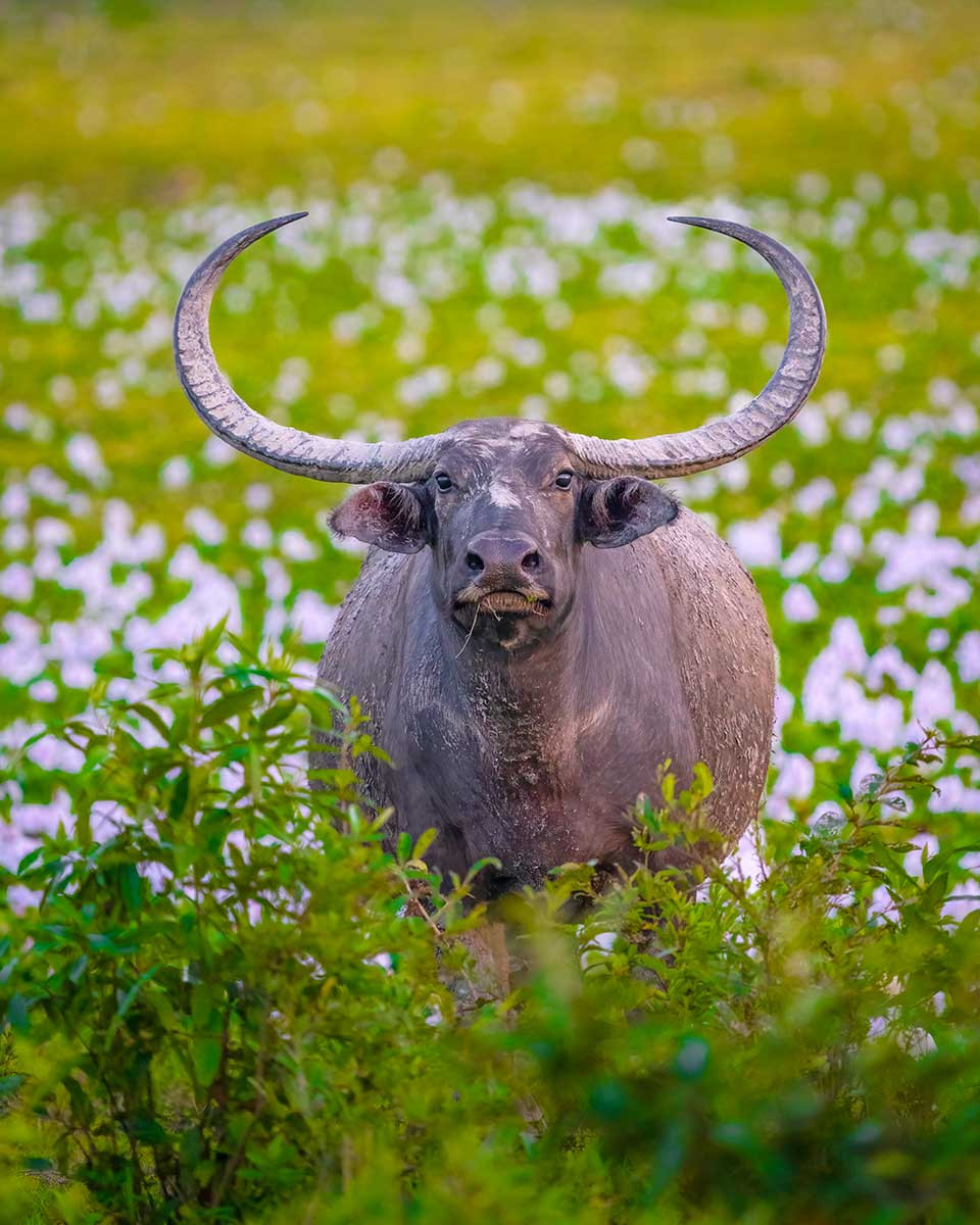 Chhattisgarh WaterBuffalo Jenisha Aggarwal | Nature Infocus