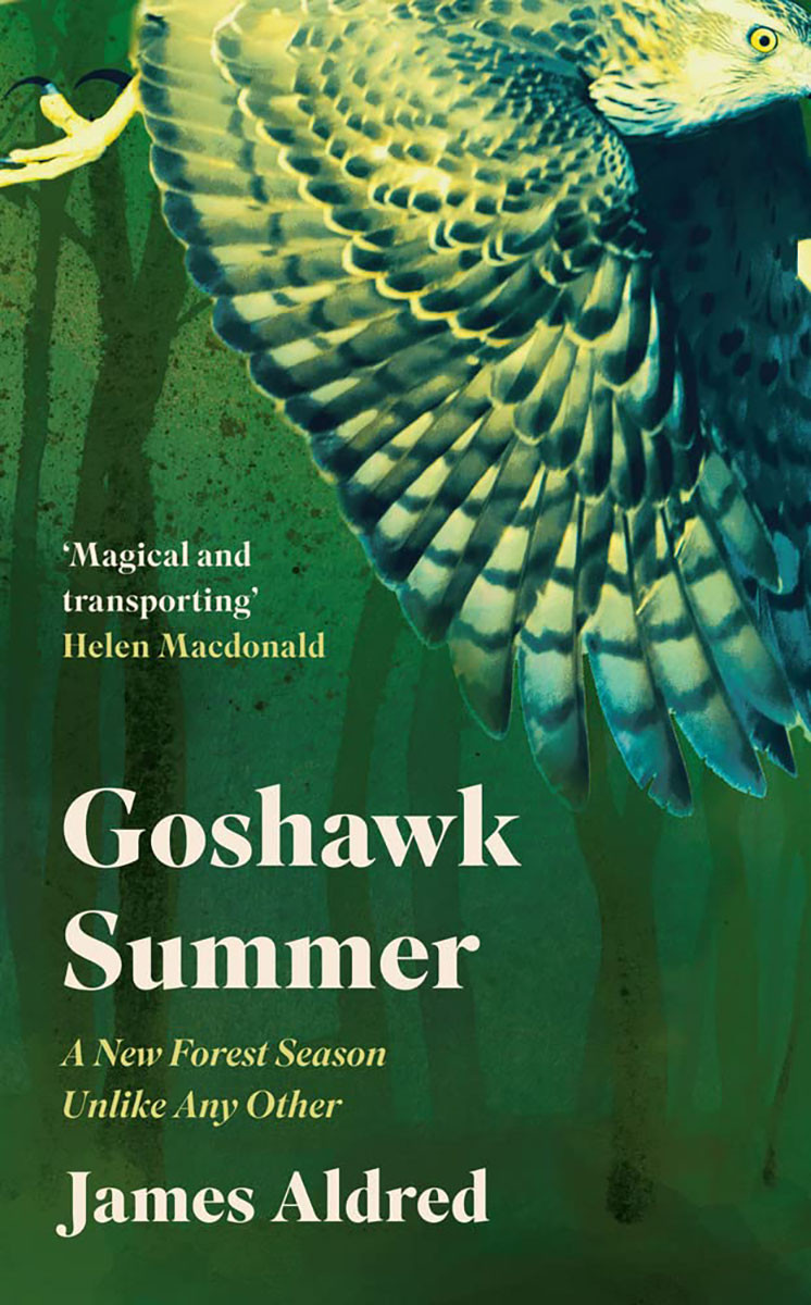 Goshawk Summer by James Aldred | Nature inFocus