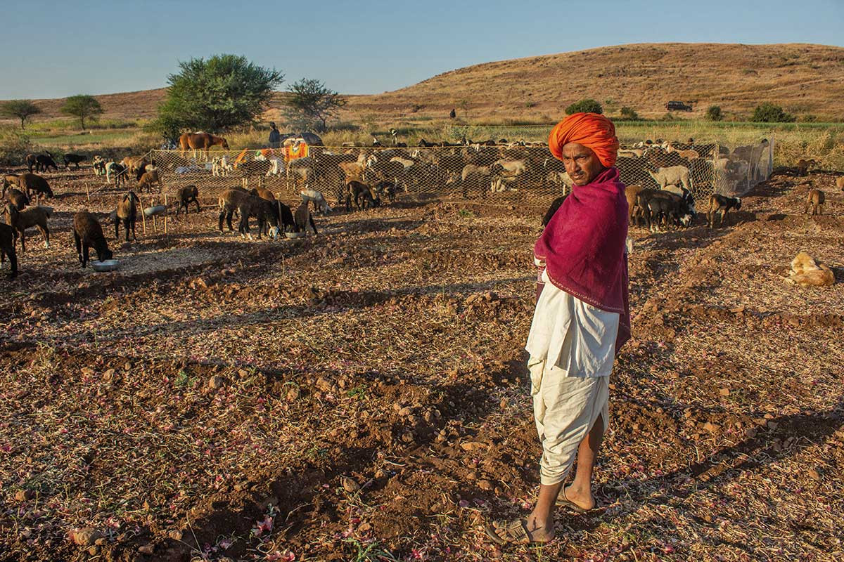 Kendur Dhangar Sheep Goat Shepherd Pen Wada Grasslands | Nature Infocus