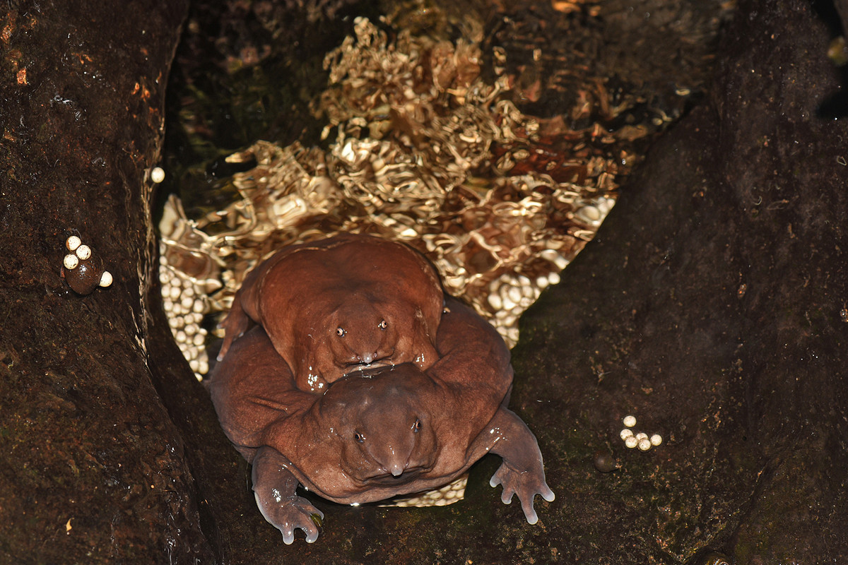 Lowres purple frog amplexus egg laying - The Purple Frog's Race Against Time | Nature inFocus