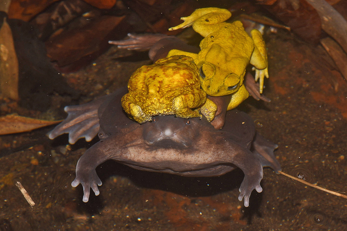 Lowres toad competition - The Purple Frog's Race Against Time | Nature inFocus