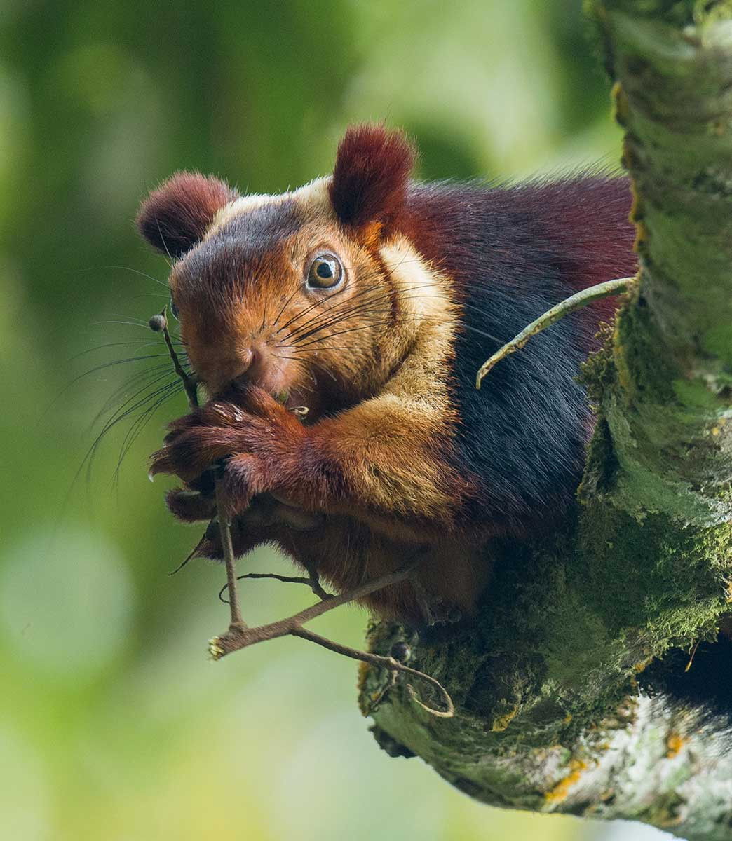 Maharashtra GiantSquirrel Muthuganesan Palaniswamy | Nature Infocus