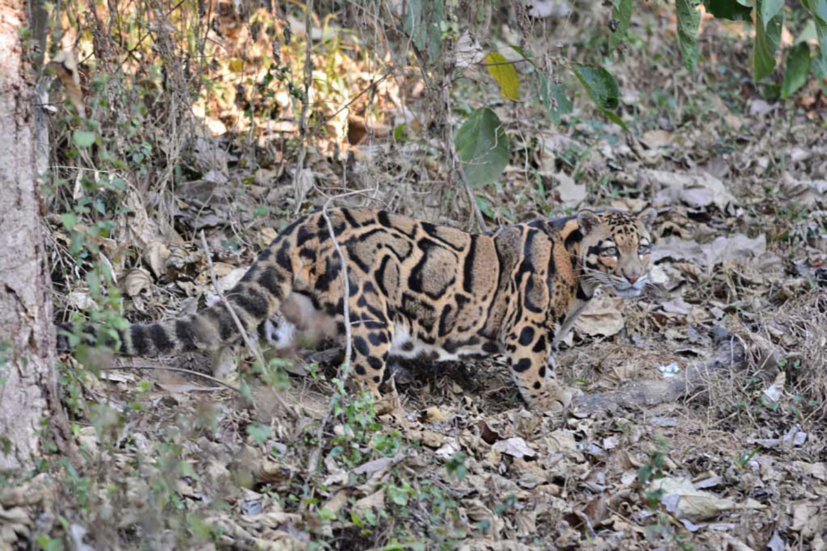 Meghalaya CloudedLeopard Raju Kasambe | Nature Infocus
