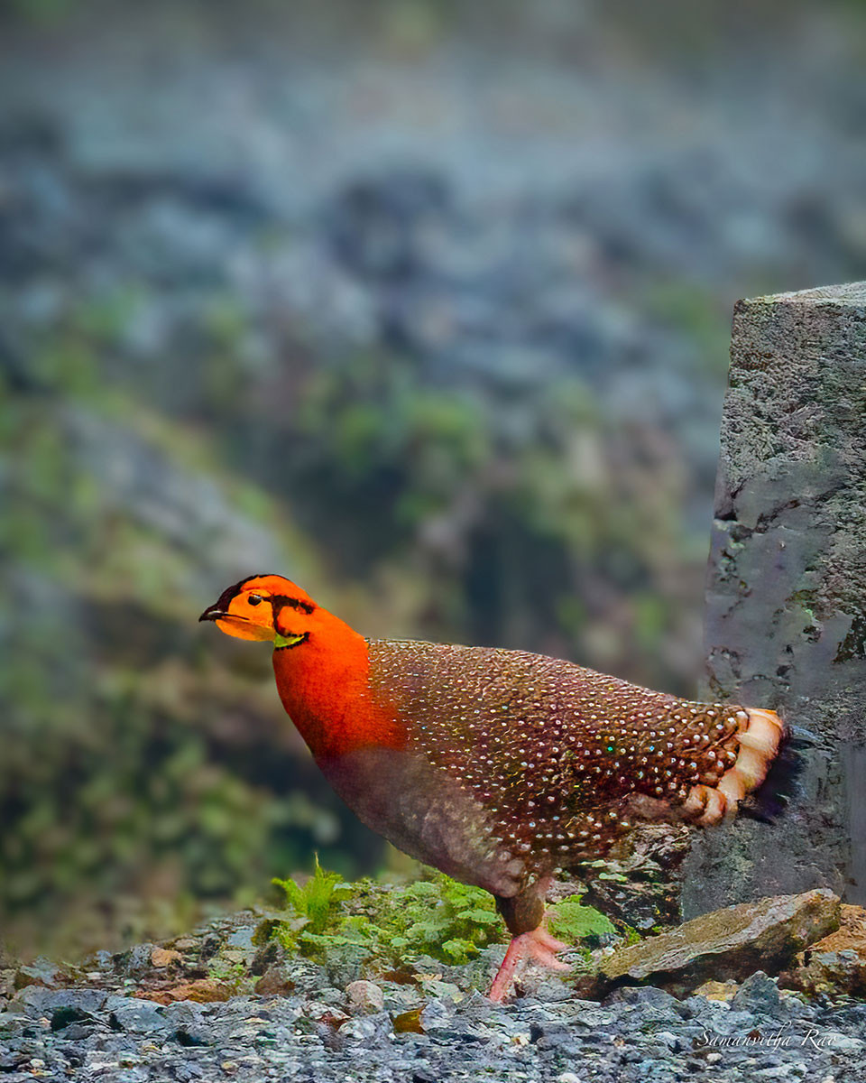 Blyth’s Tragopan (Tragopan blythii) | Nature inFocus