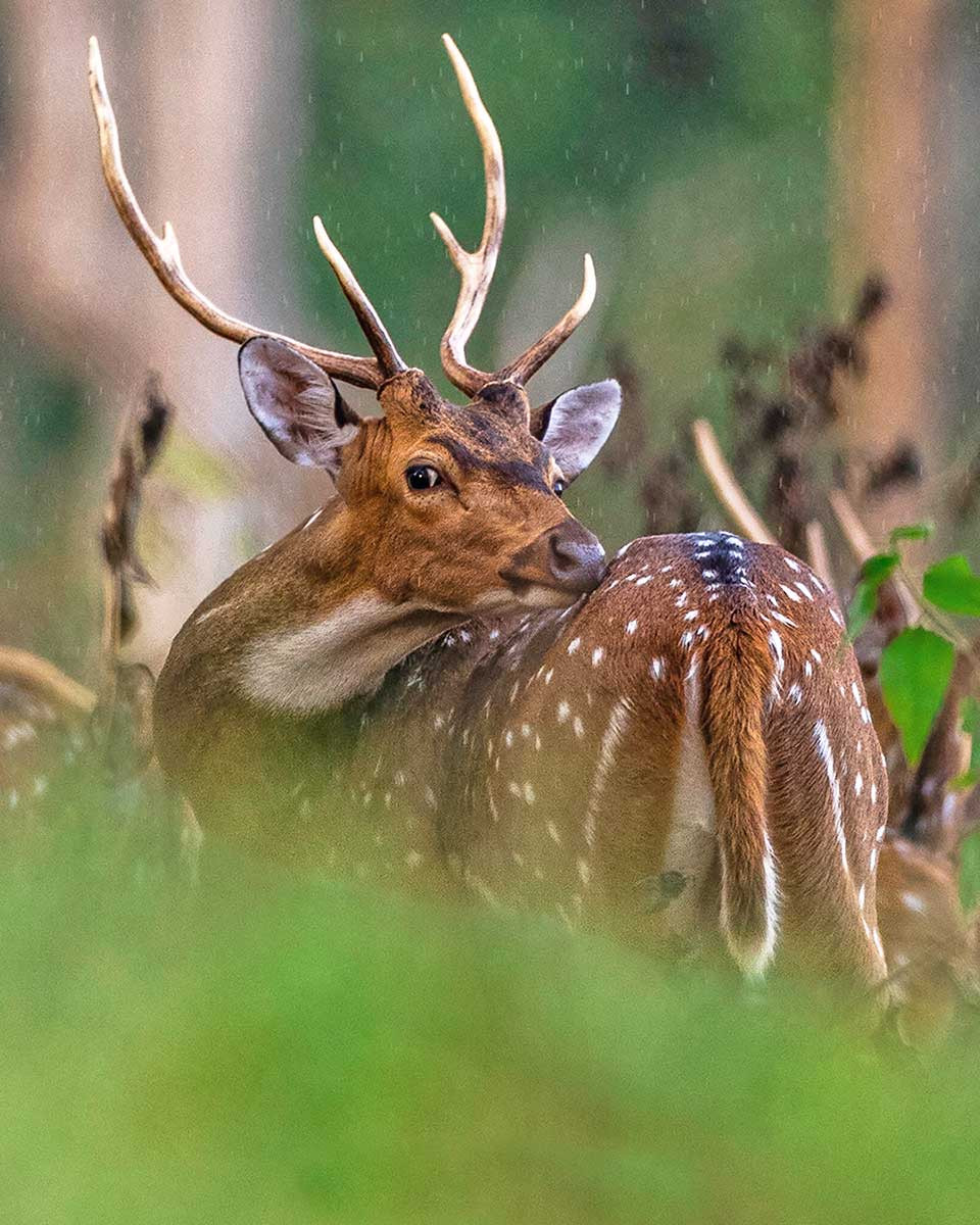 Telangana SpottedDeer Sumon Das | Nature Infocus