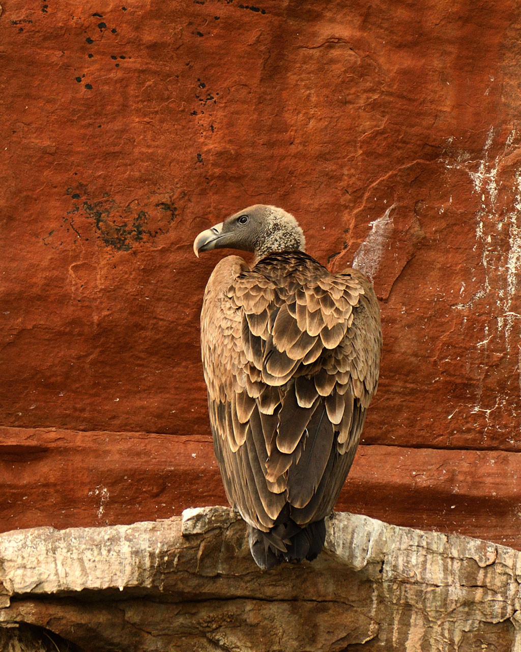 AG Indian vulture | Nature Infocus