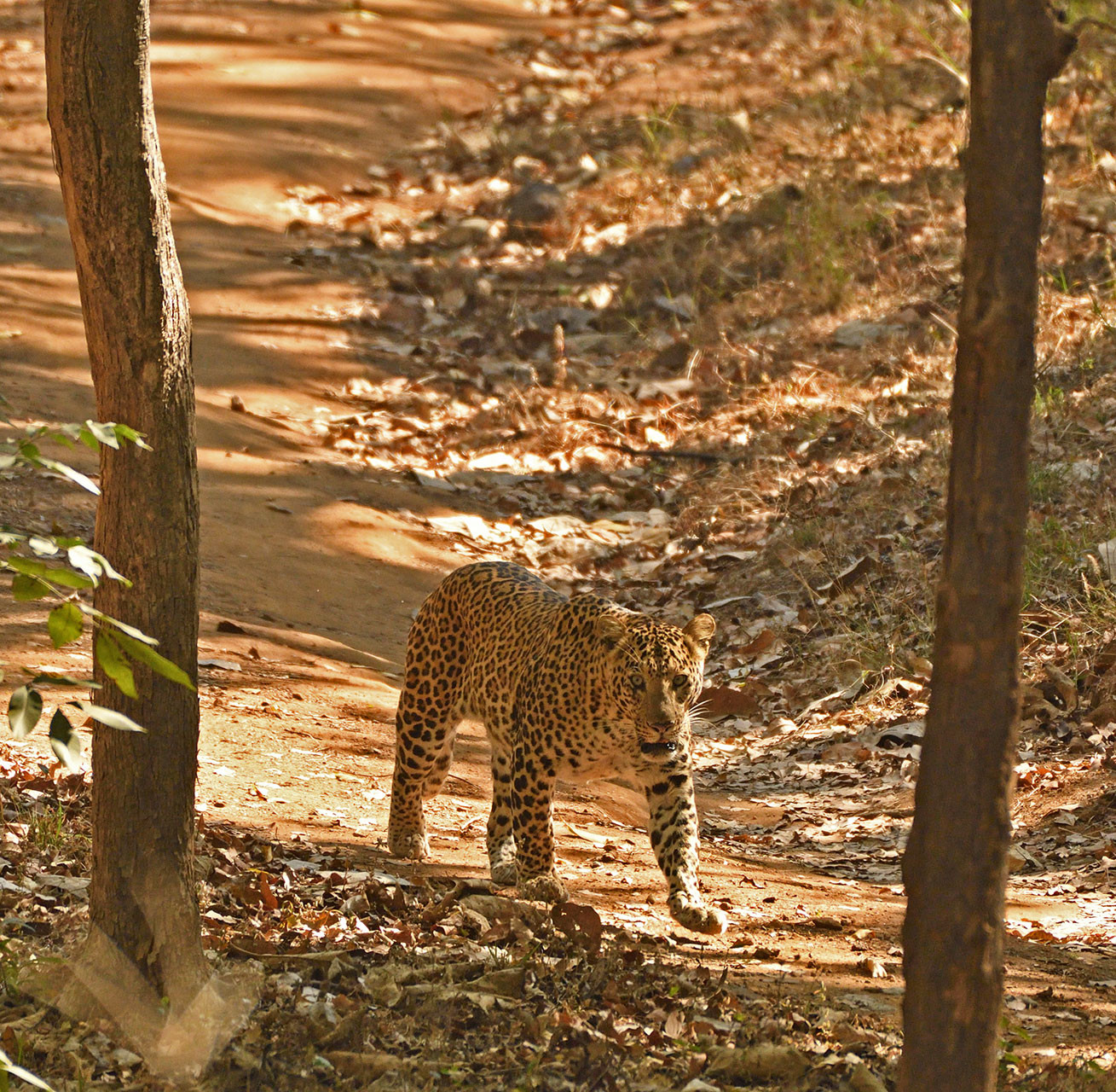 AG leopard | Nature Infocus