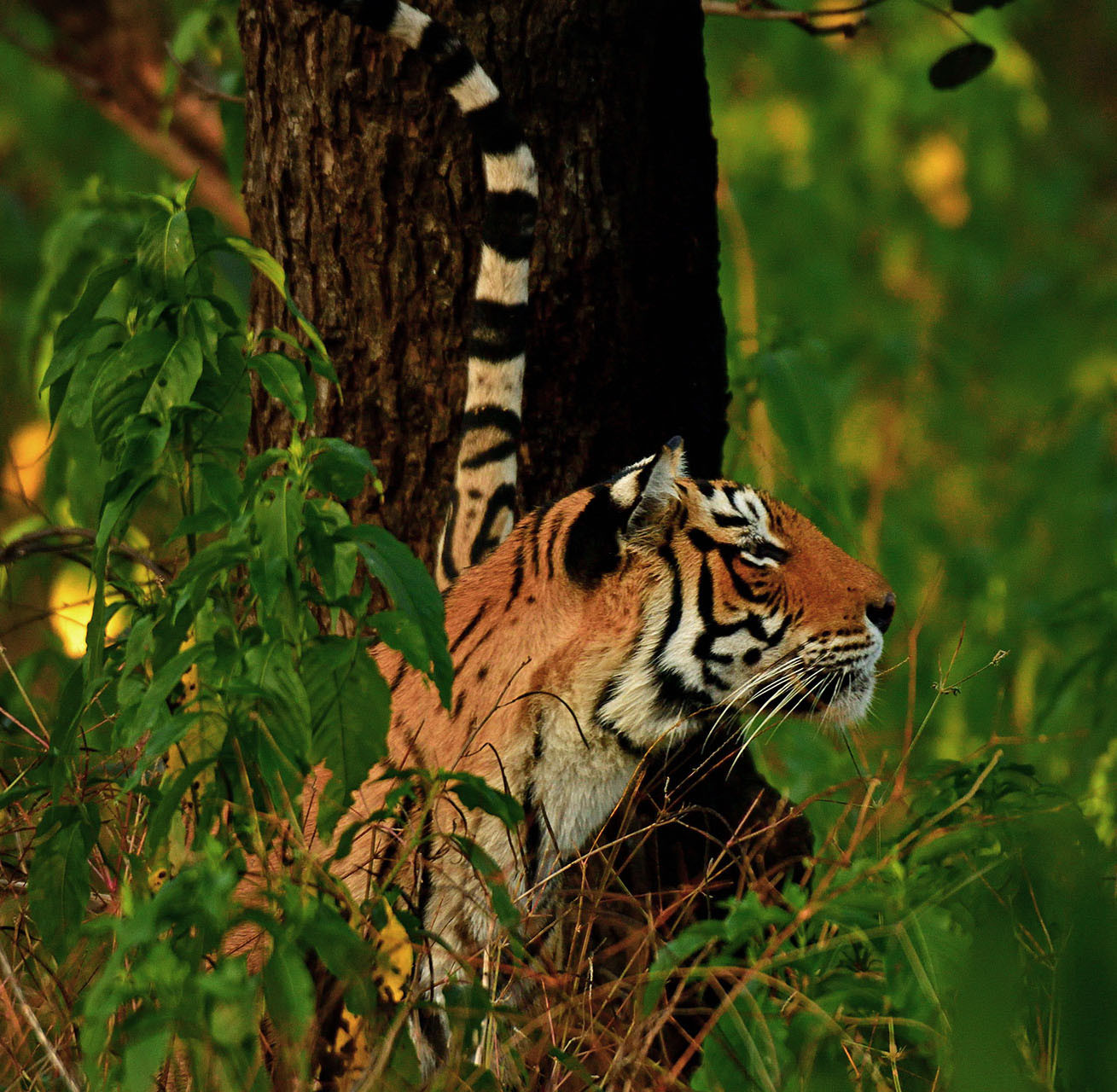 AG tiger | Nature Infocus