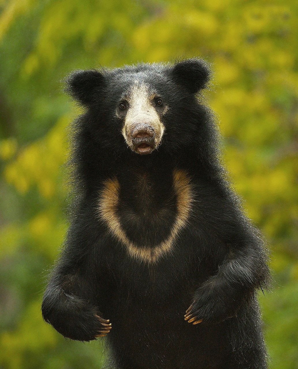 Sloth bear seen in Daroji Sloth Bear Sanctuary in Karnataka