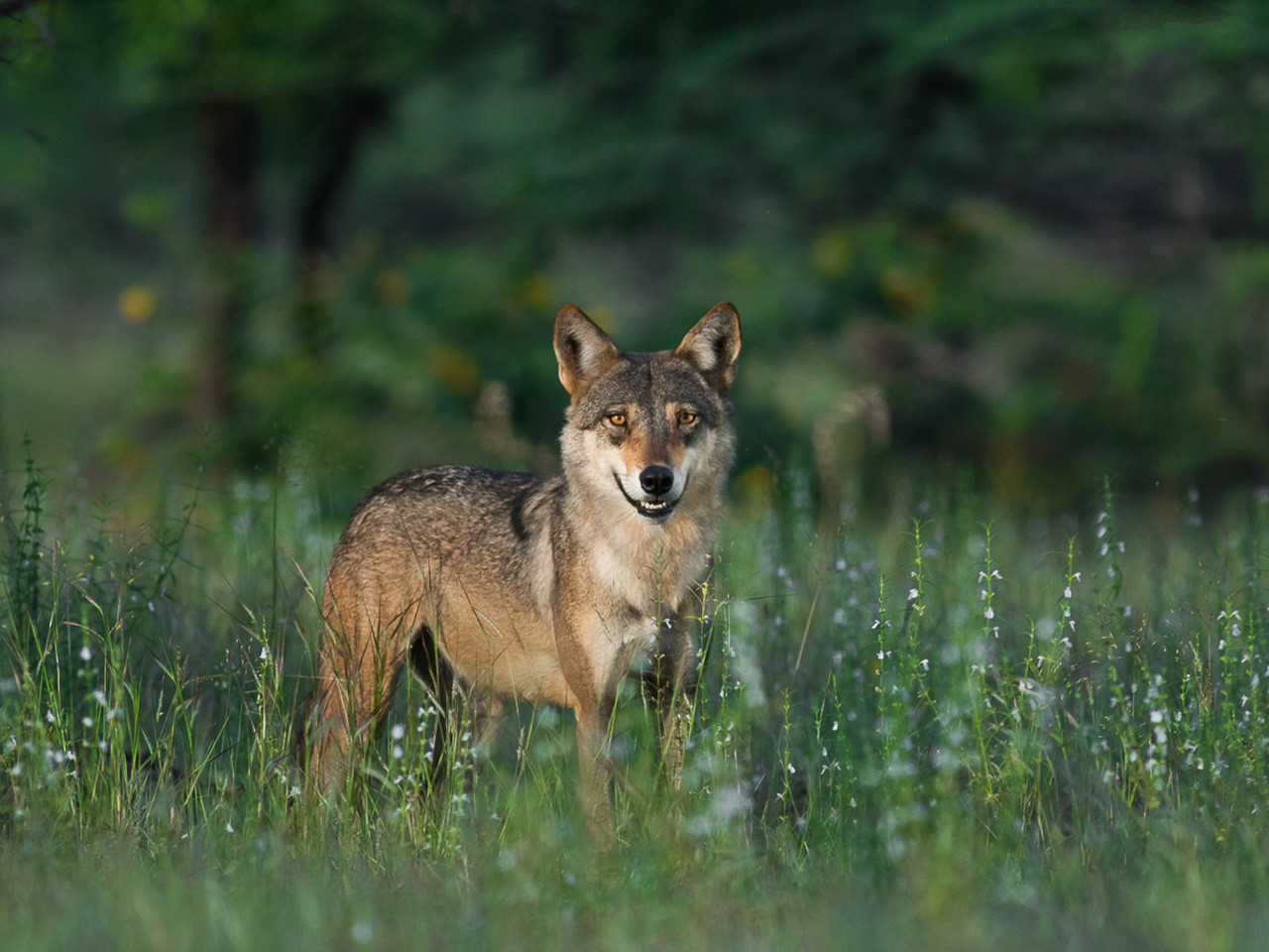 Indian Wolf in a grassland in Pune