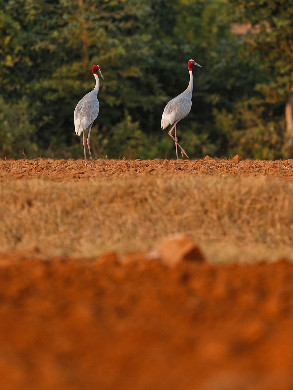 Sarus Crane tallest flying bird in Panna