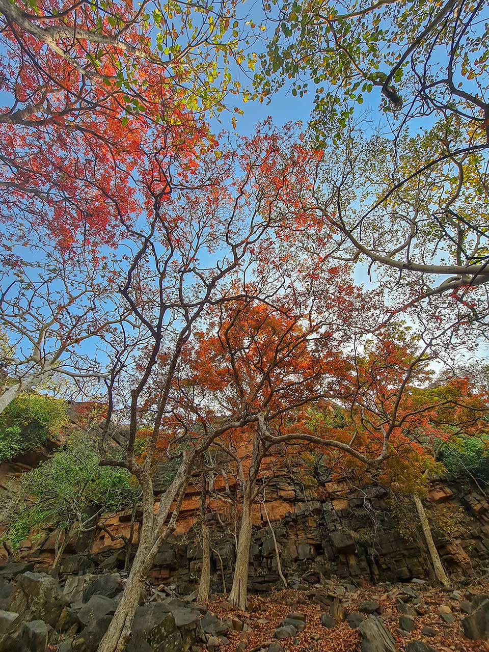 Kusum trees in Panna National Park