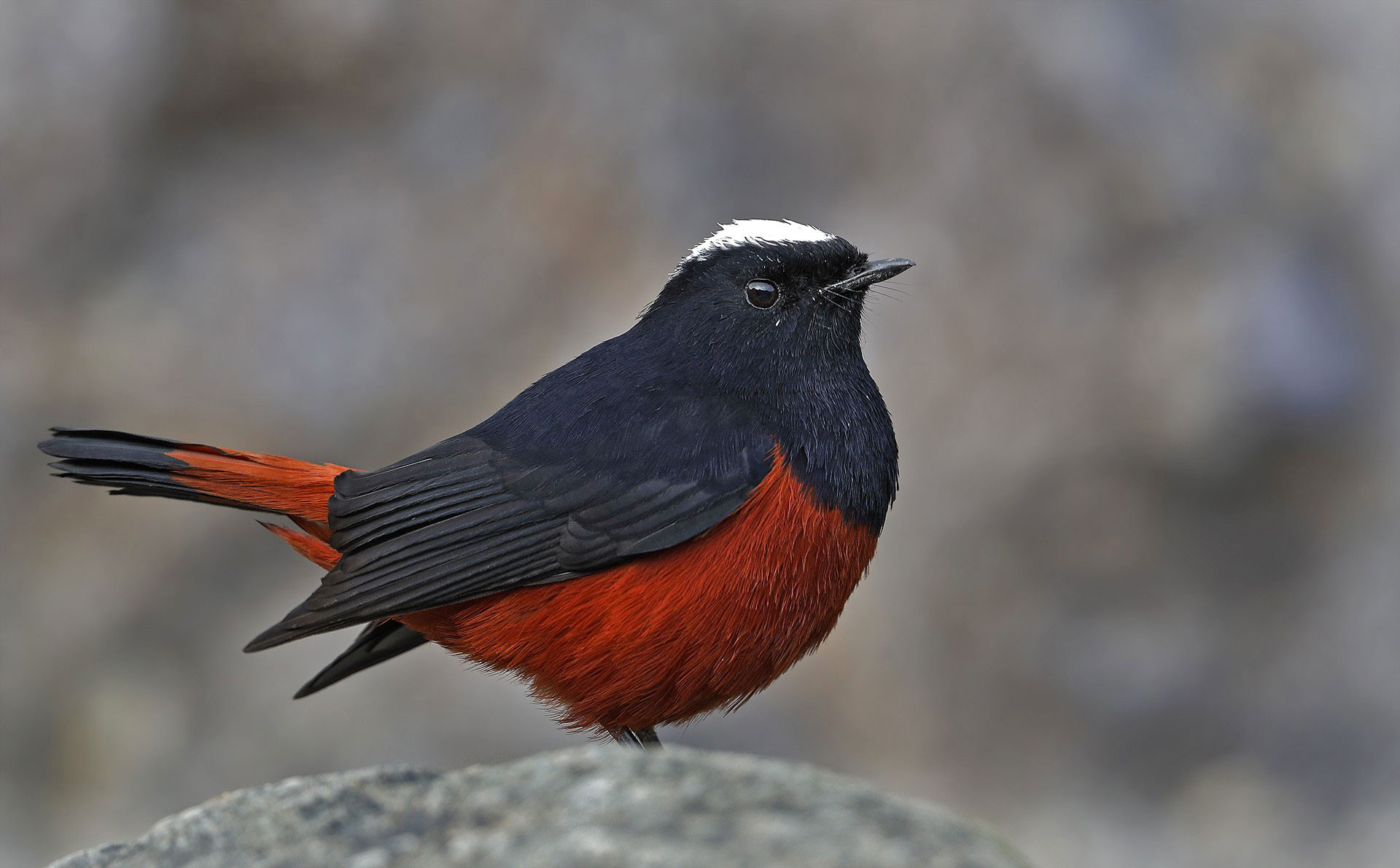 White-capped Water Redstart (Phoenicurus leucocephalus)
