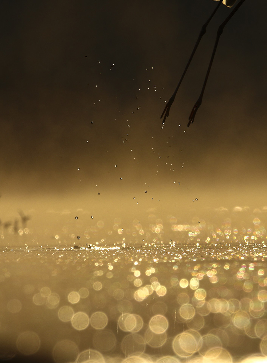 Creative nature photography special mention nirav mehta img - Nature inFocus Photography Awards 2020: The Winners | Nature inFocus