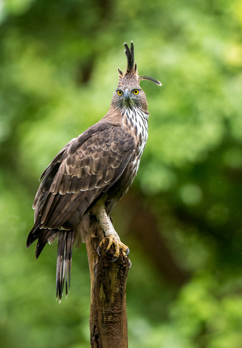 Crested Hawk-eagle in Kabini forest