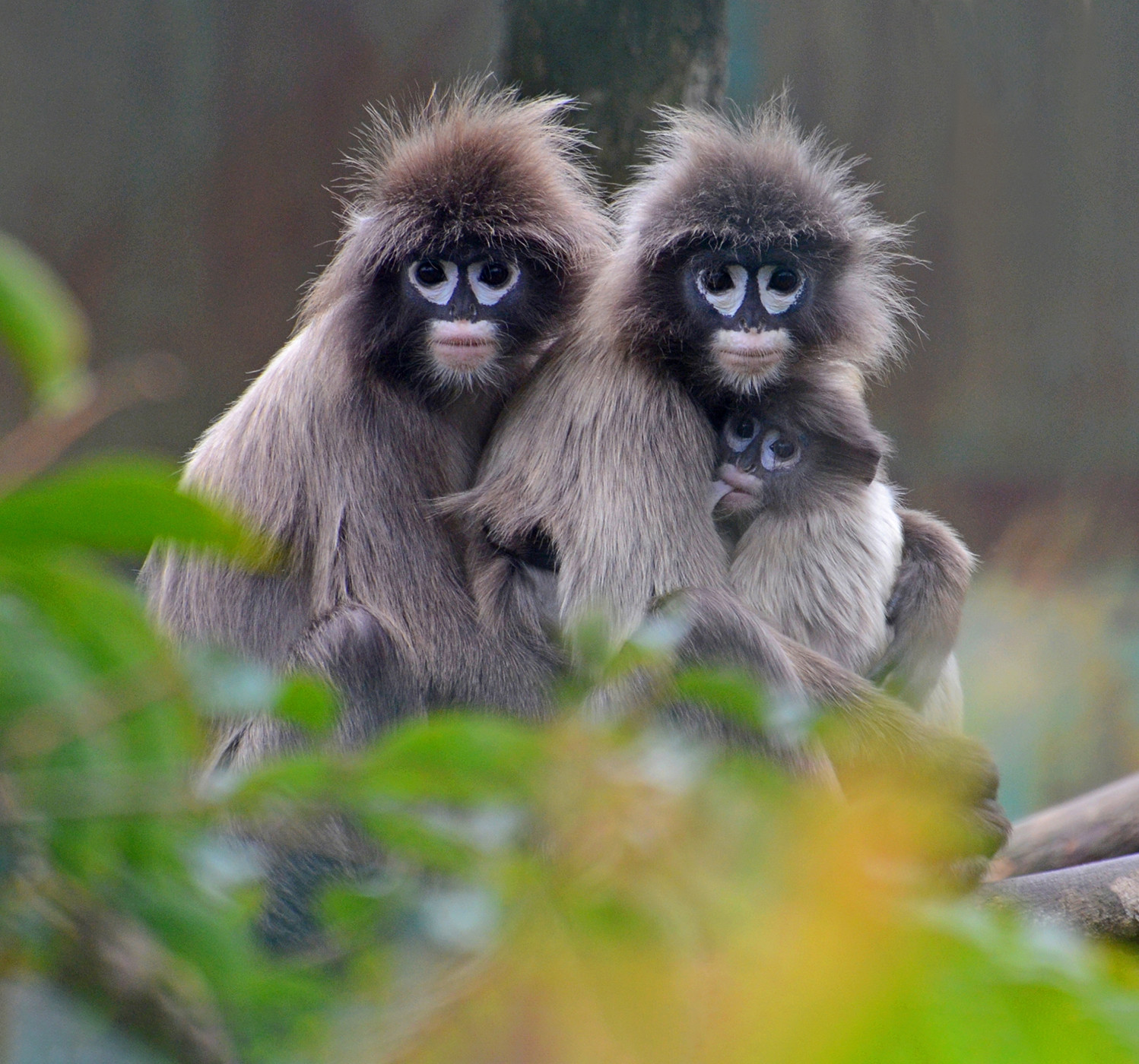 Sumit nath dsc - Seven Of India's Primate Species Are In Danger | Nature inFocus