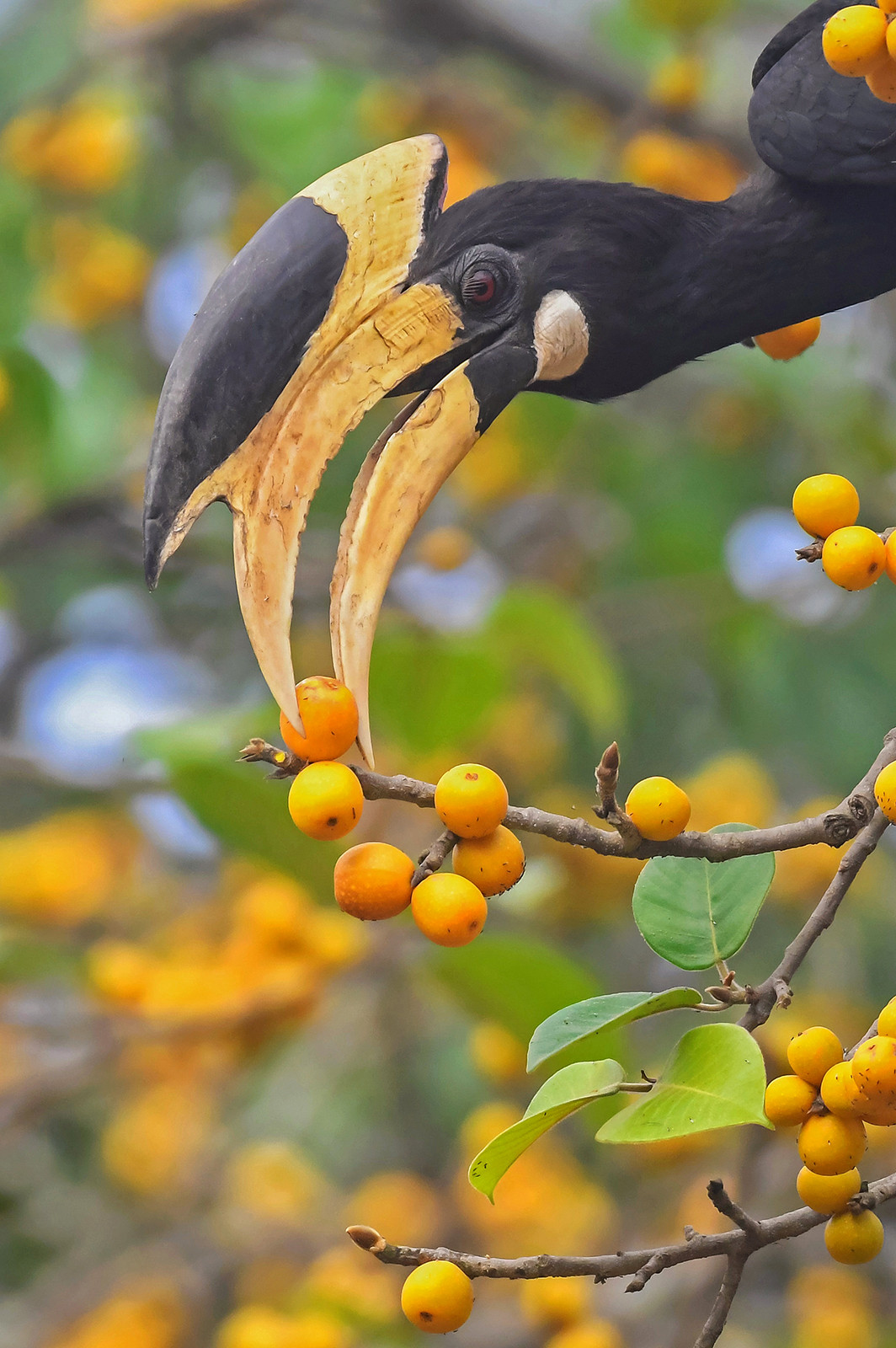 Malabar Pied Hornbill (Anthracoceros coronatus) feeding on Figs