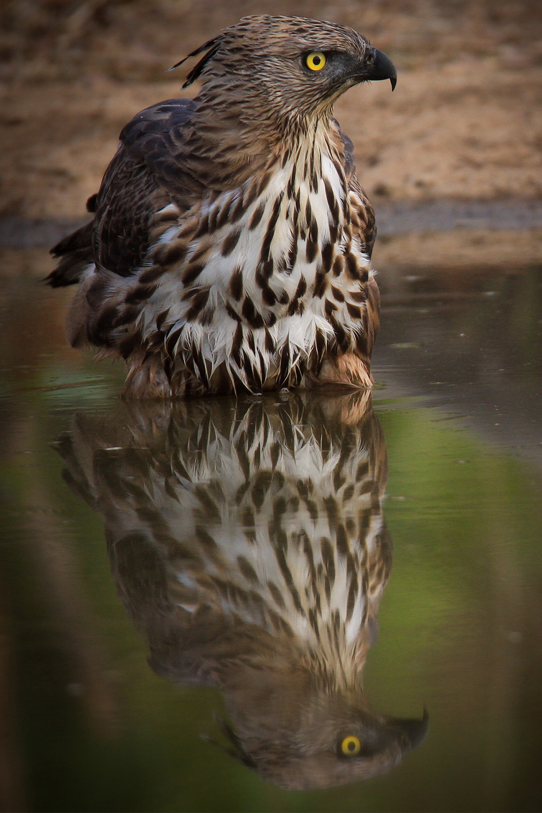 Crested hawk eagle - Next Stop, Nagzira! | Nature inFocus